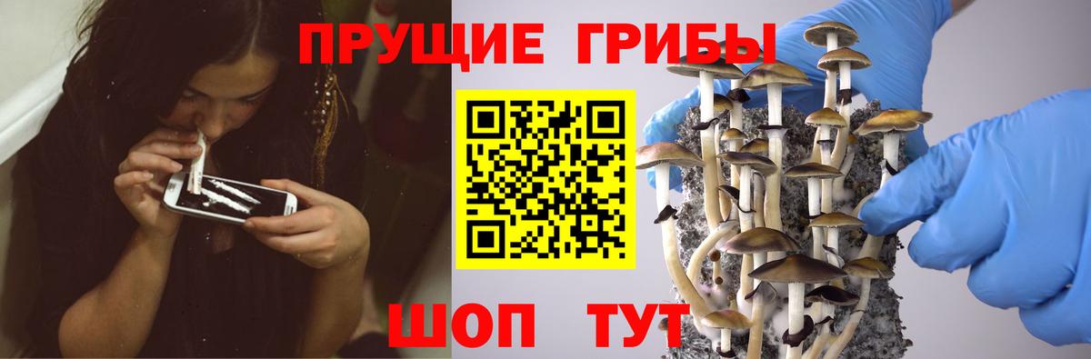 Псилоцибиновые грибы Psilocybe Каспийск